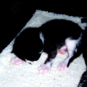 Meet your Posher, Buffie